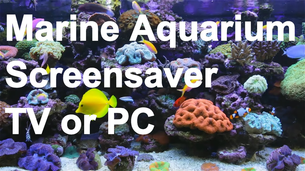 4k video aquarium